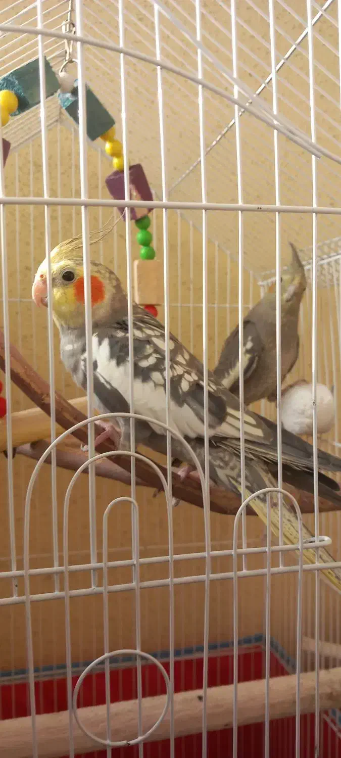 جفت عروس هلندی بسیار شیطون|پرنده|رشت, کوی مهر|دیوار