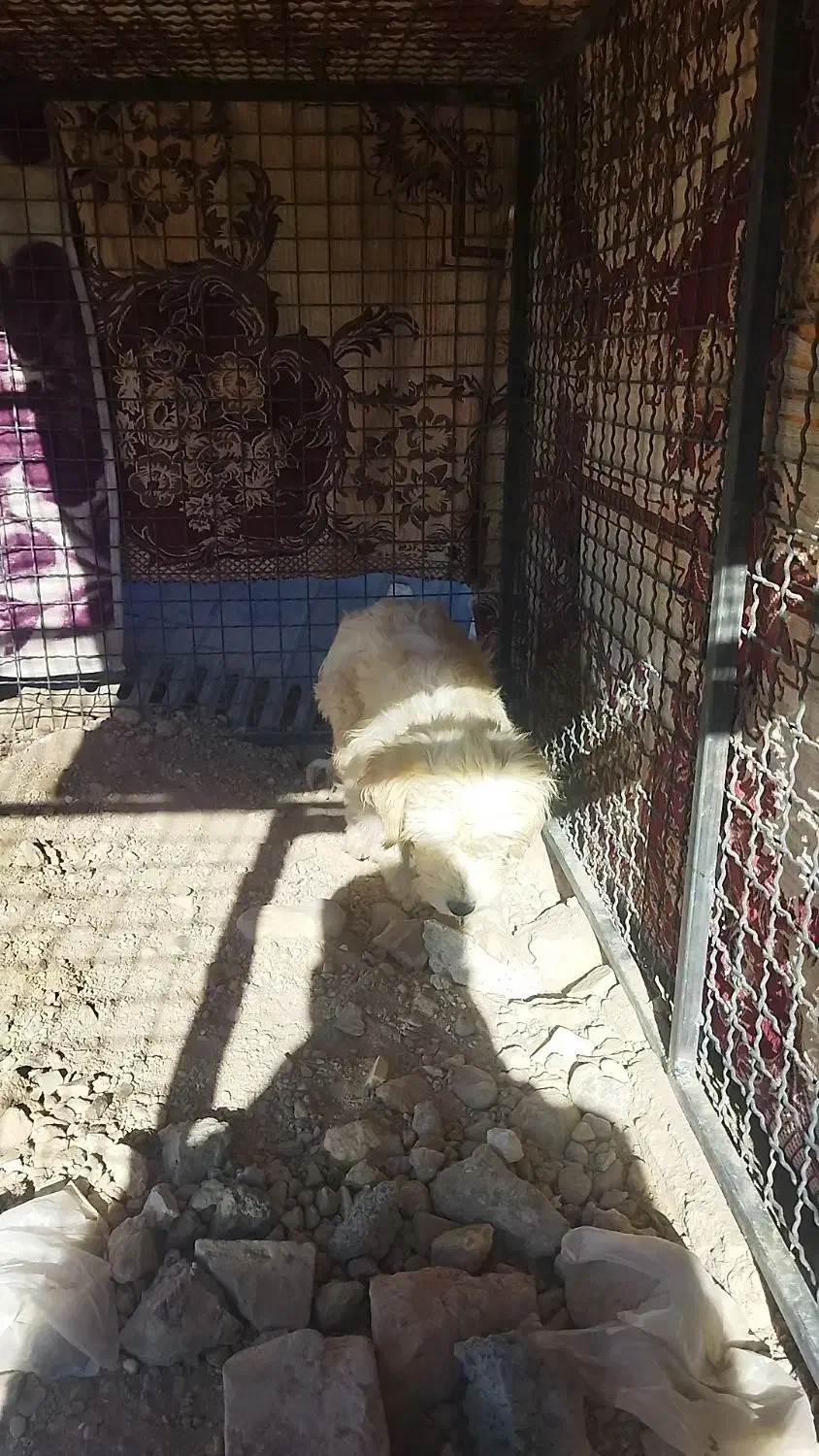 پاکوتاه واگذاری|سگ|کبودرآهنگ, |دیوار