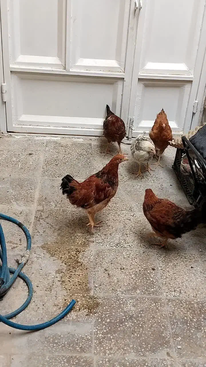 مرغ|حیوانات مزرعه|بهبهان, |دیوار