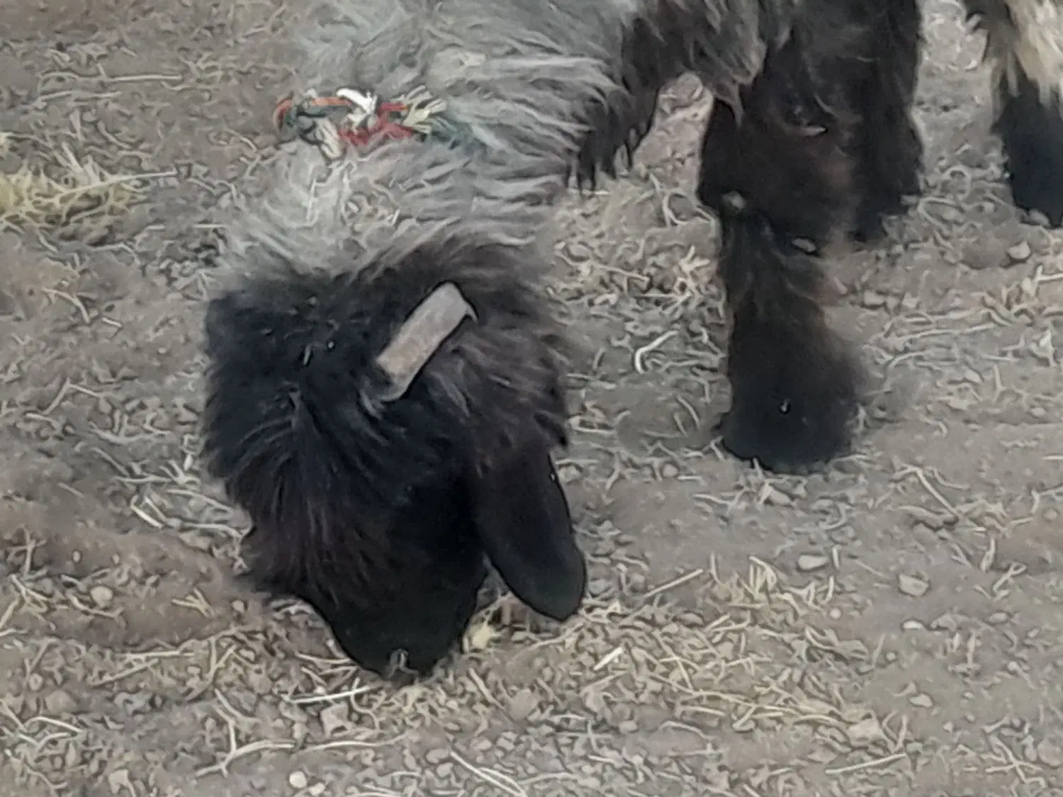 میش .بره .|حیوانات مزرعه|اردل, |دیوار