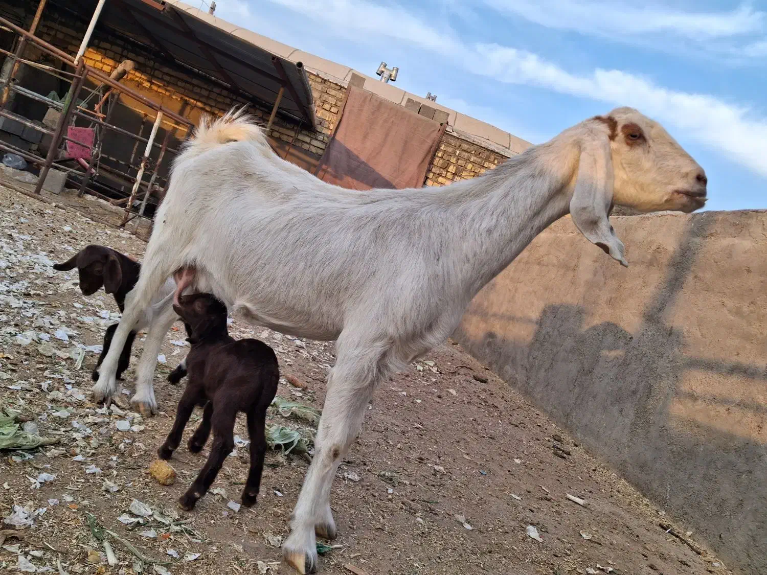 فروشی|حیوانات مزرعه|کویرات, |دیوار