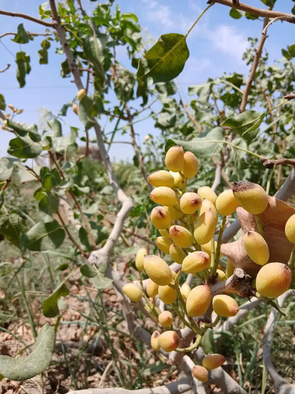 باغ ۵۰۰متری|فروش خانه و ویلا|قم, الوندیه و گذر صادق|دیوار
