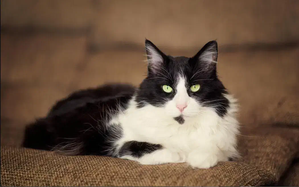 واگذاری گربه خانگی|گربه|نشتارود, |دیوار