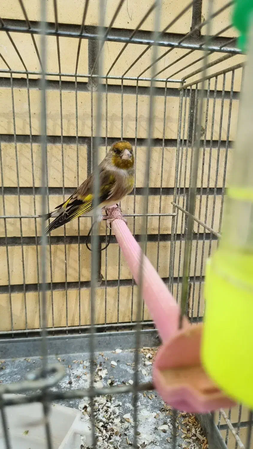 سهره قناری با قفس و تجهیزات|پرنده|اصفهان, دهنو|دیوار