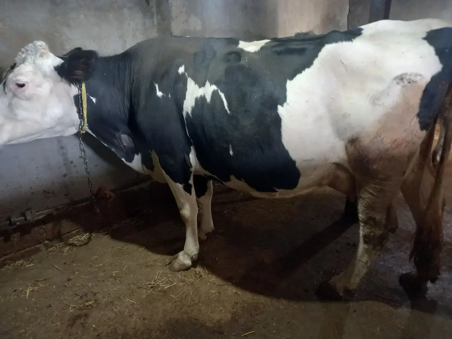 گاو سیمینتال شکم سوم با گوساله سیمینتال ماده|حیوانات مزرعه|مشگین شهر, |دیوار