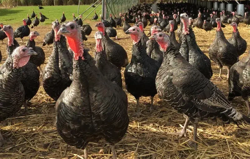 بوقلمون نر برنز|حیوانات مزرعه|رشت, تازه آباد|دیوار