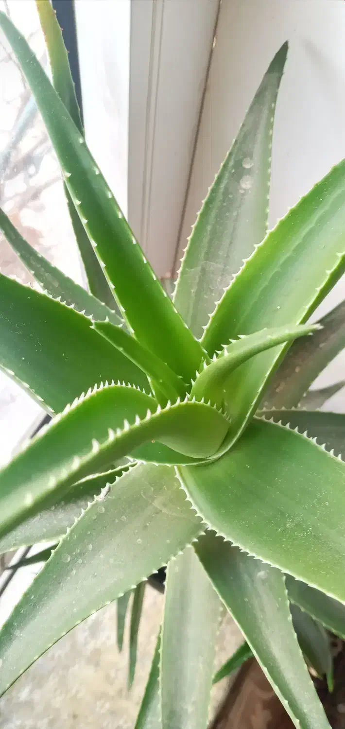 آلورا گل|گل مصنوعی|آذرشهر, |دیوار