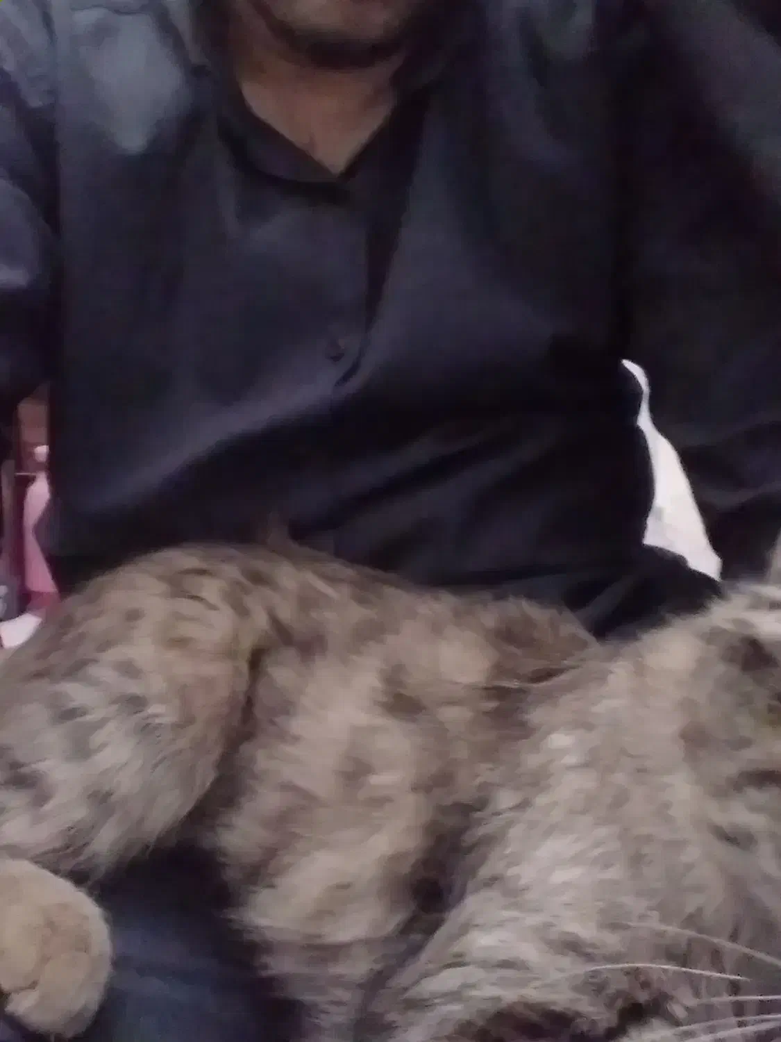 گربه پیدا شده|حیوانات|تهران, هلال احمر|دیوار