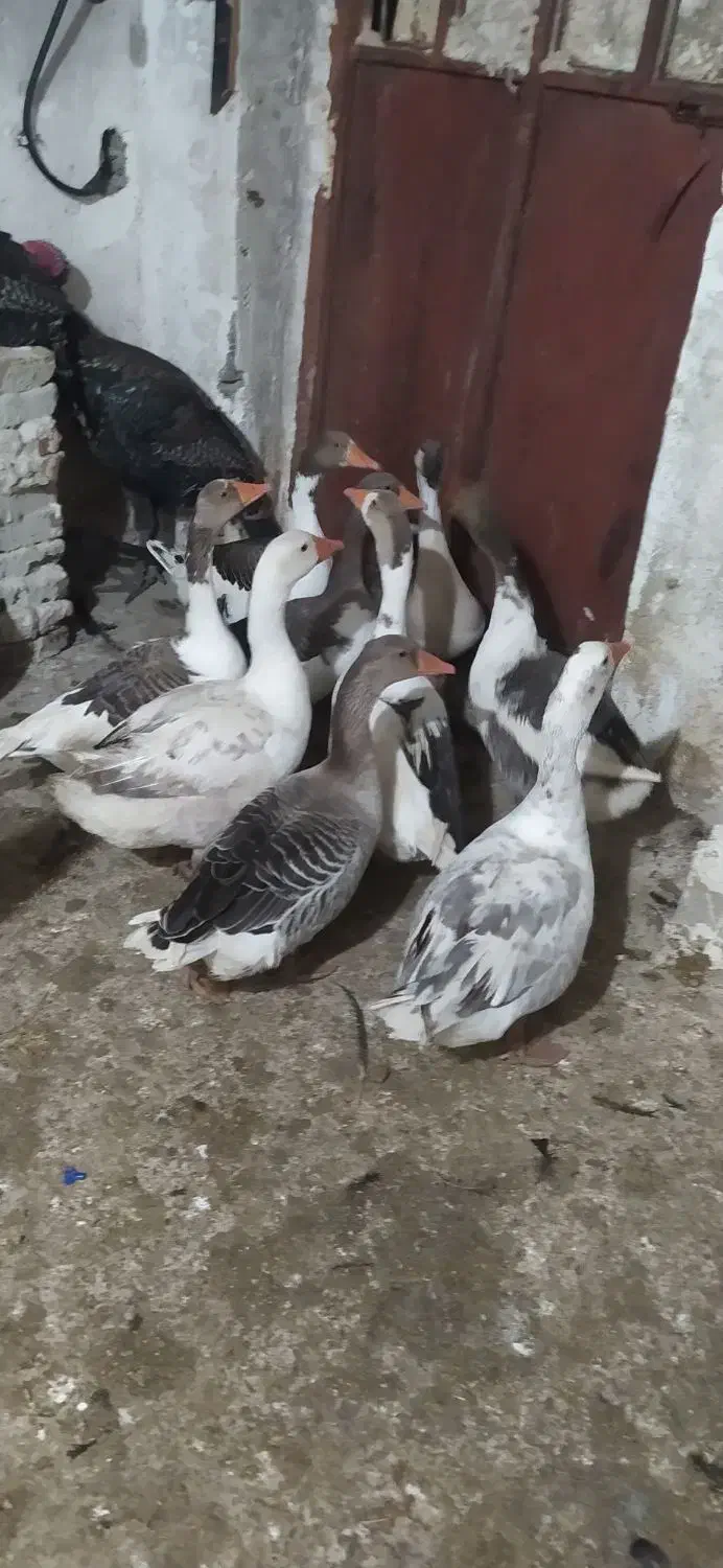 خریدوفروش|حیوانات مزرعه|پیرانشهر, |دیوار