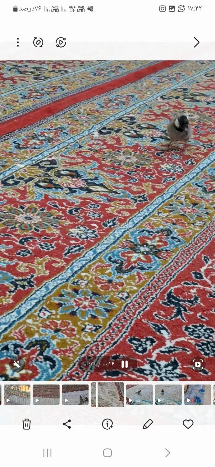 پرنده خونگی گم شده|حیوانات|شیراز, قلعه شاهزاده بیگم|دیوار