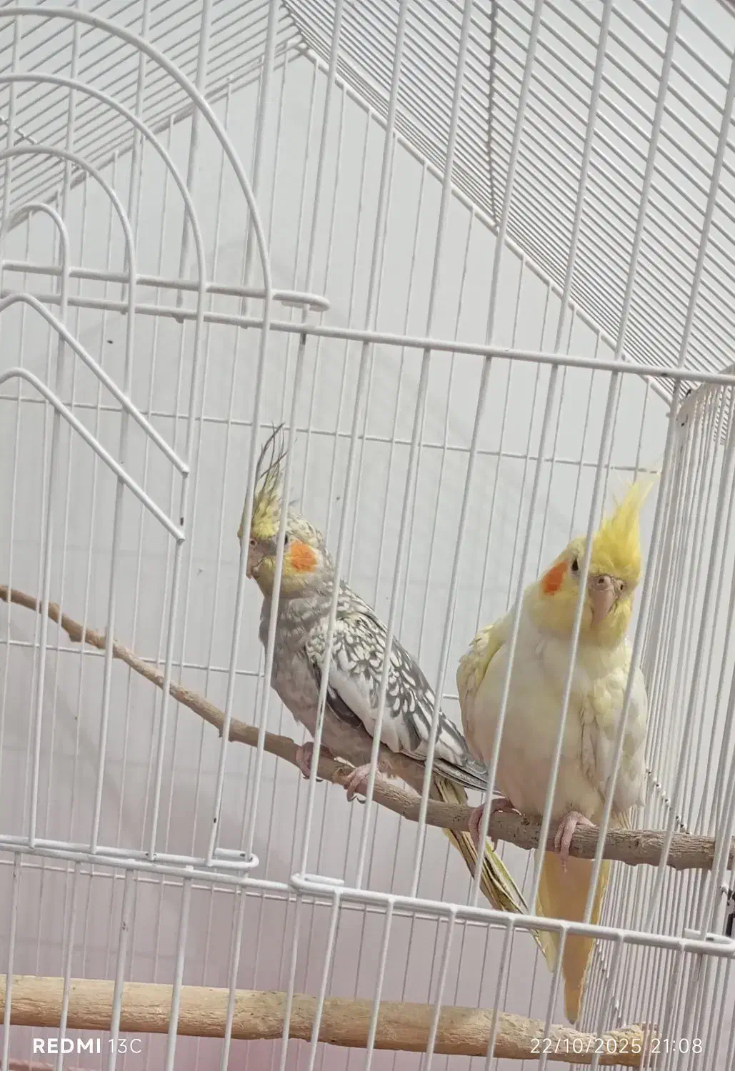 دو جفت عروس هلندی و پاریس|پرنده|سوسنگرد, |دیوار