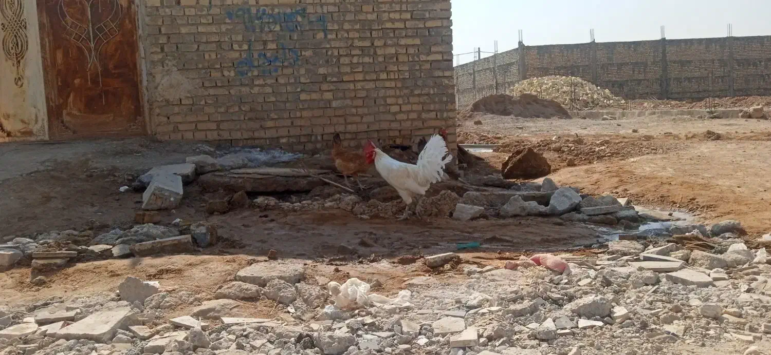 یه جفت مرغ خروس عربی|حیوانات مزرعه|اهواز, کوی ابوالفضل|دیوار