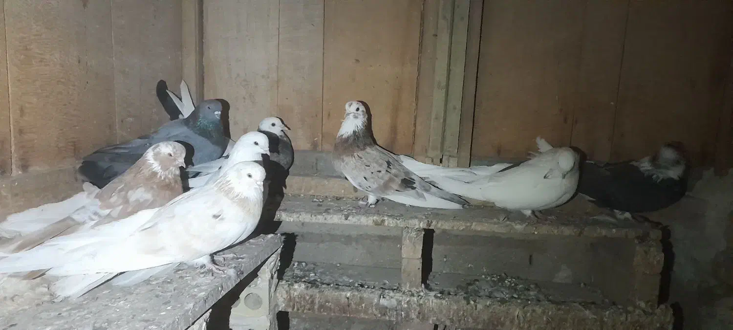 کبوتر|پرنده|ثمرین, |دیوار