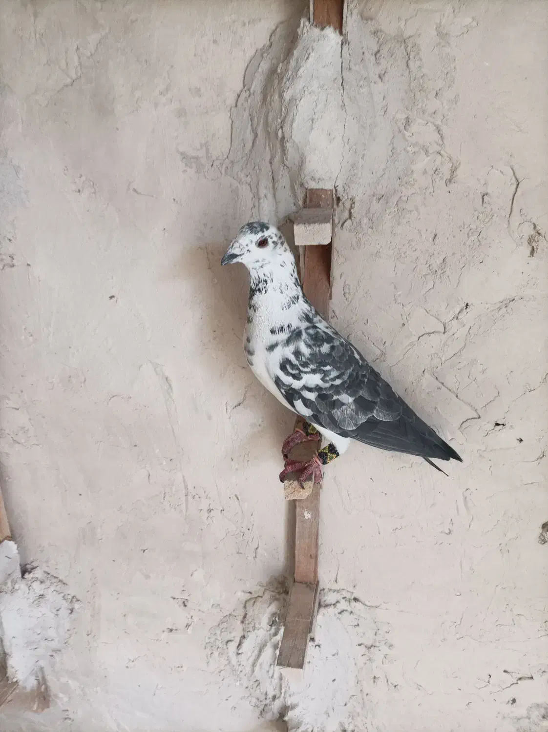 کبوتر پلاکی کشکی سینه سفید .کفتر|پرنده|خرامه, |دیوار