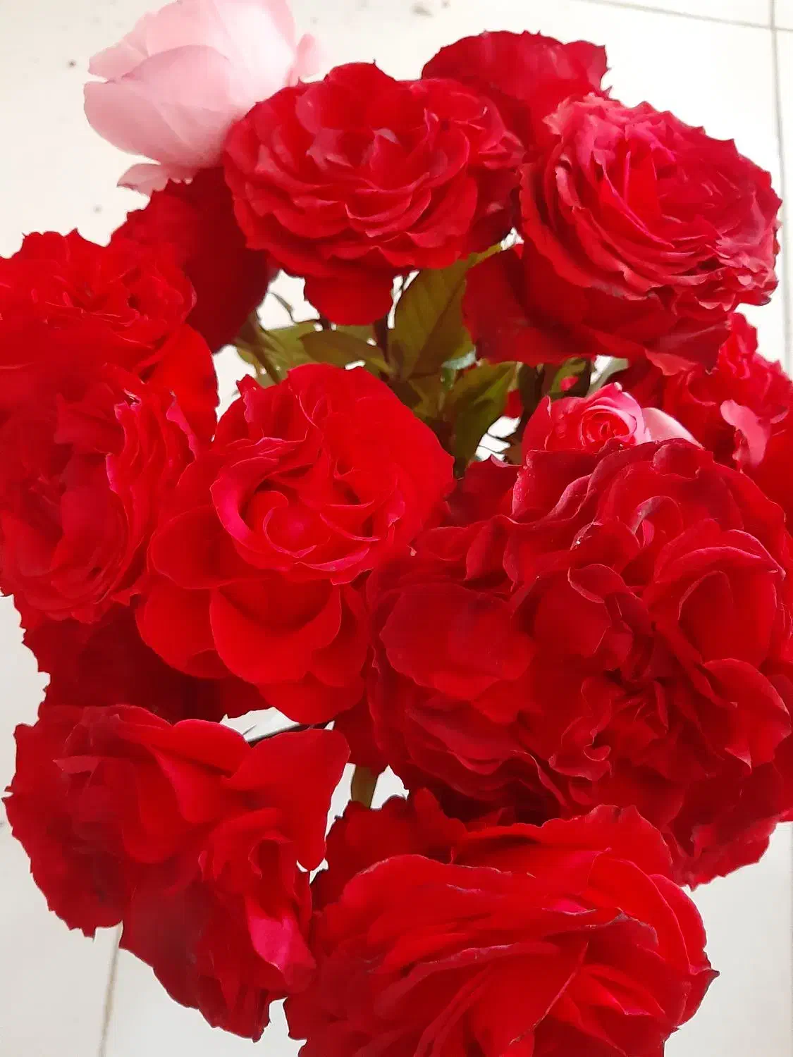 گل رز  طبیعی دسته حدود ۱۷ شاخه کلا ۲۰۰|گل و گیاه طبیعی|محمدشهر, همایون ویلا|دیوار