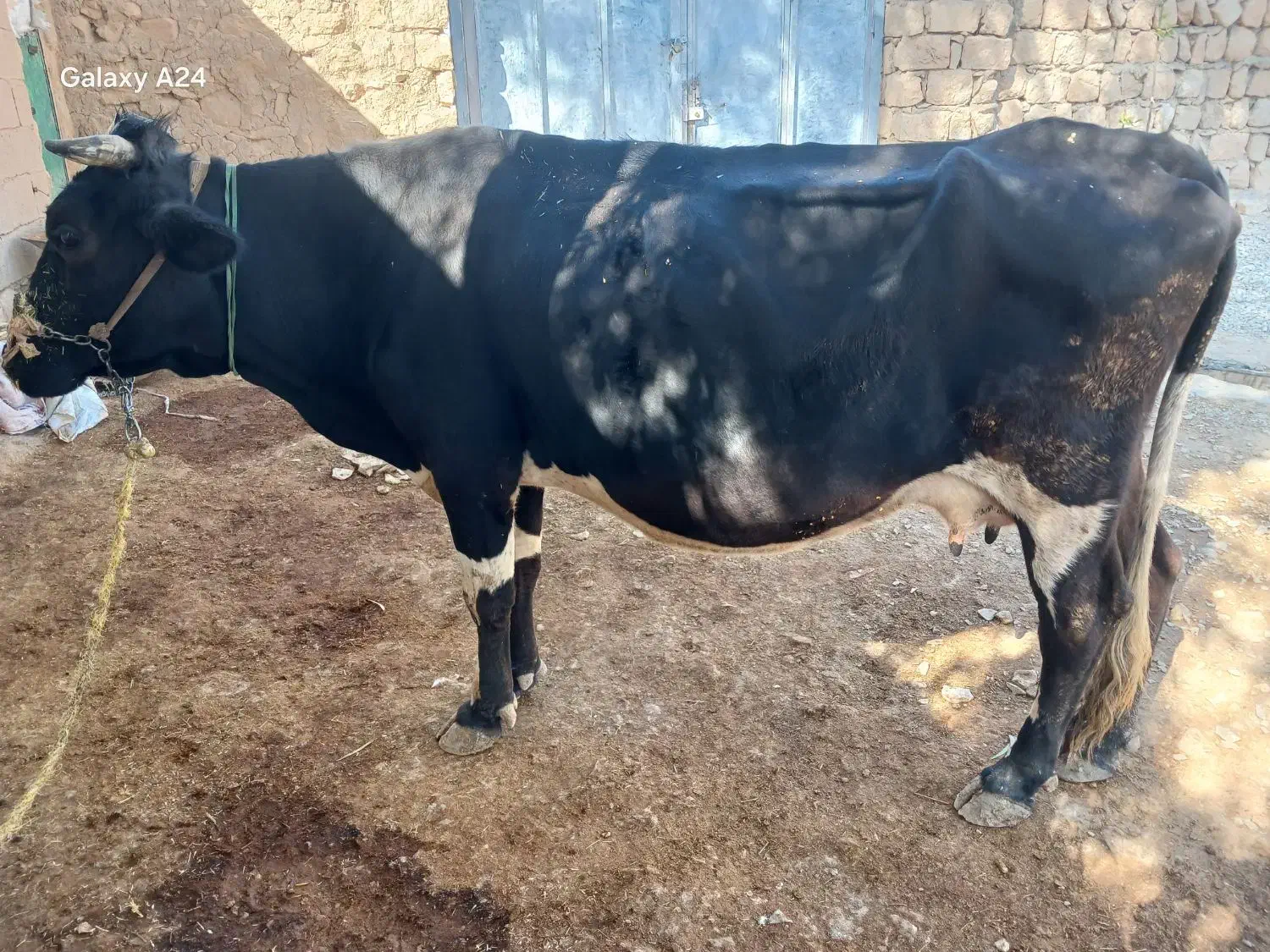 ماشین|حیوانات مزرعه|طرهان, |دیوار