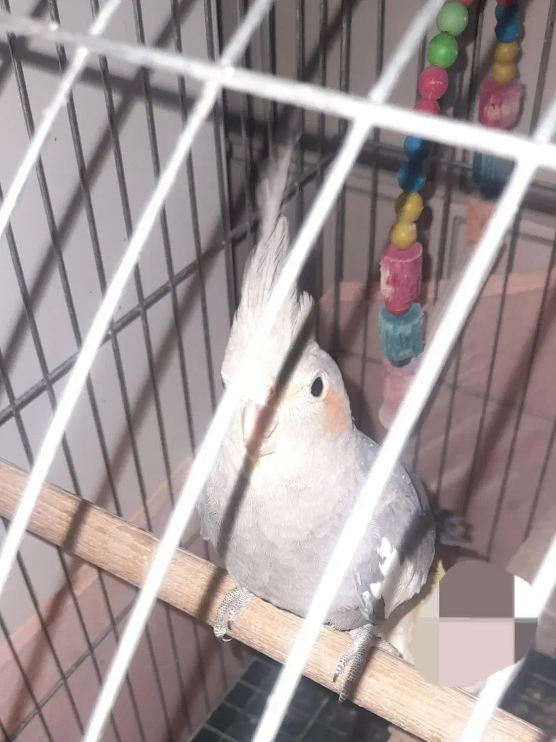 دوعدد عروس هلندی دستی سخنگو|پرنده|قرچک, محمد آباد|دیوار