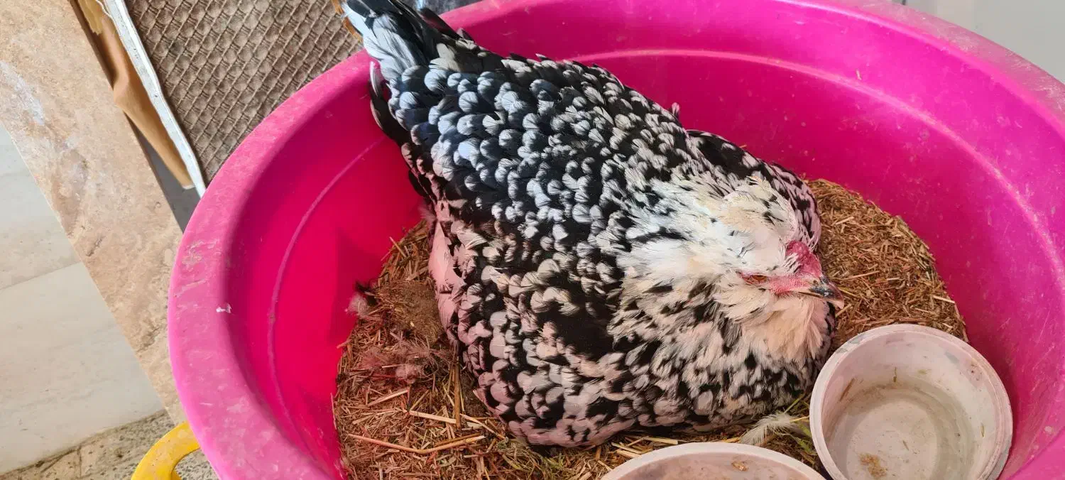 تخم مرغ گلین و خروس گلین|حیوانات مزرعه|ماهدشت, |دیوار