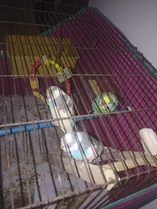 پرنده|لوازم جانبی حیوانات|رشت, آب و برق|دیوار