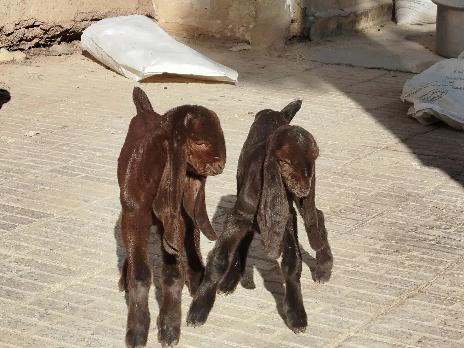 بزکامورایی دوقلوزا|حیوانات مزرعه|برخوار, |دیوار