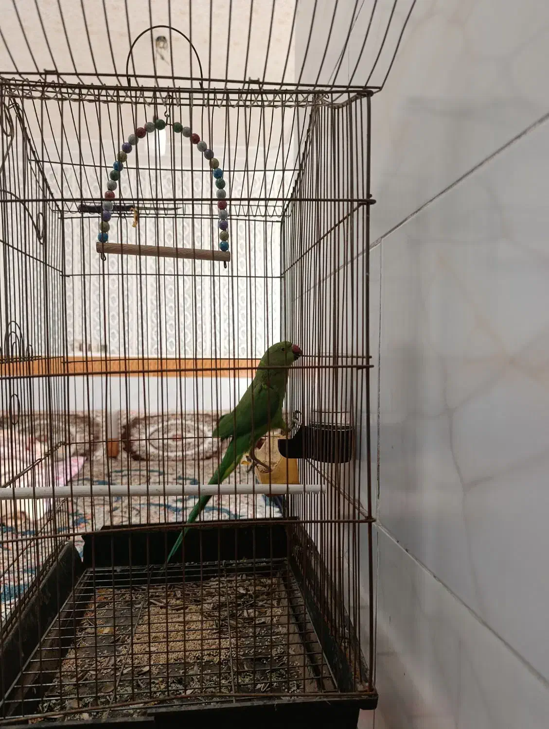 طوطی‌ملنگو|پرنده|تربت جام, شیخ احمد جامی|دیوار