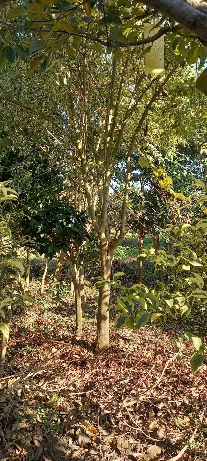 فروش ویژه یاس و لکسترون و مورت پیوندی|گل و گیاه طبیعی|شیرود, |دیوار