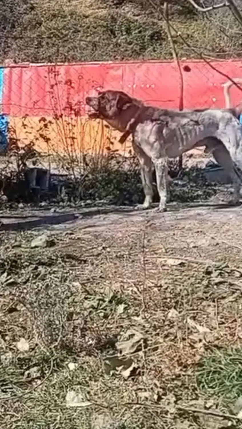 واگذاری سگ ۳ساله|سگ|اردبیل, |دیوار