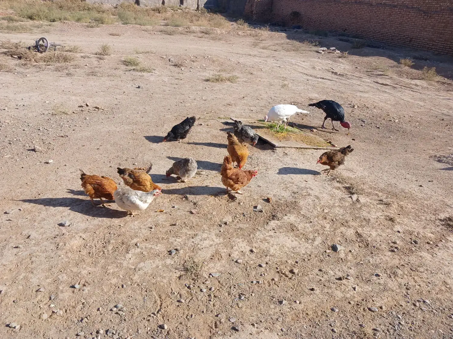 مرغ خانگی اعلا|حیوانات مزرعه|کاشمر, |دیوار