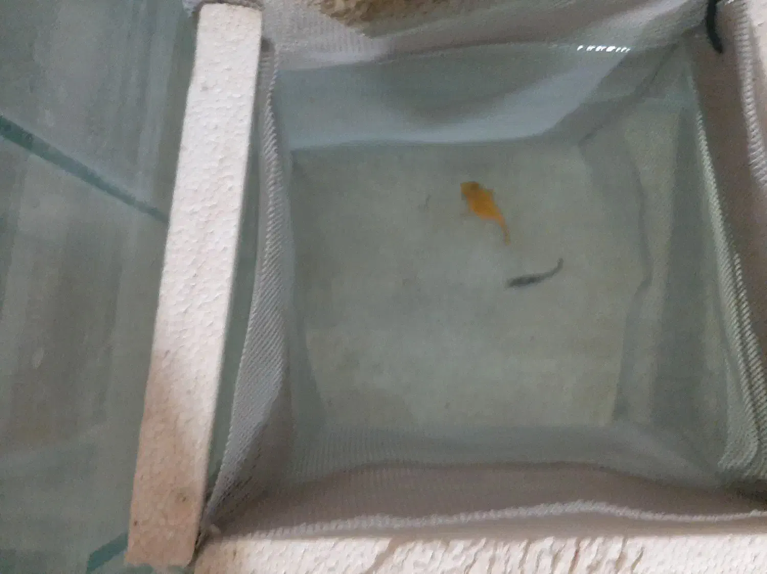 ماهی مولی|ماهی|زاهدان, |دیوار