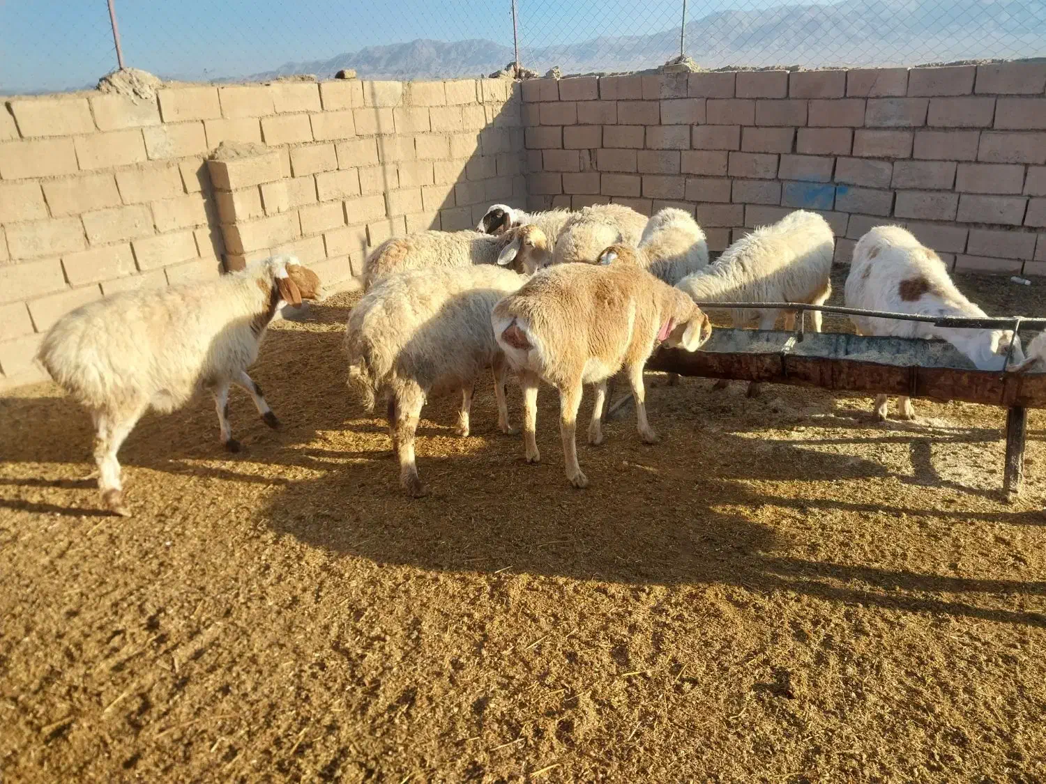 تانکر اب|ابزارآلات|سده (خراسان جنوبی), |دیوار