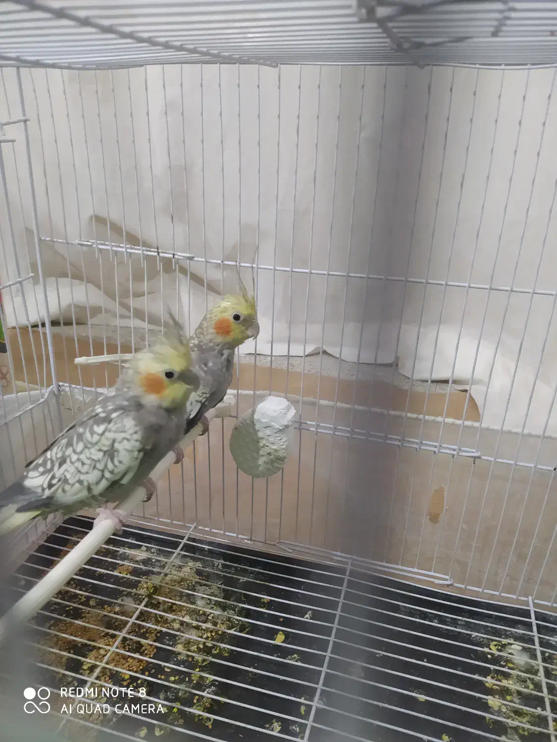 عروس هلندی|پرنده|شیروان (خراسان), |دیوار