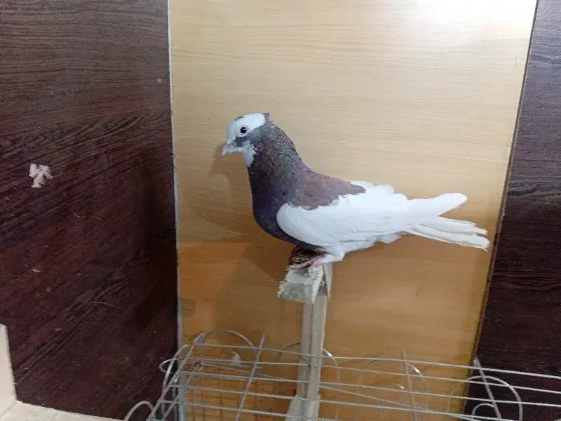 کبوتر یا کفتر شهری بهبونی|پرنده|شیراز, شیخ علی چوپان|دیوار