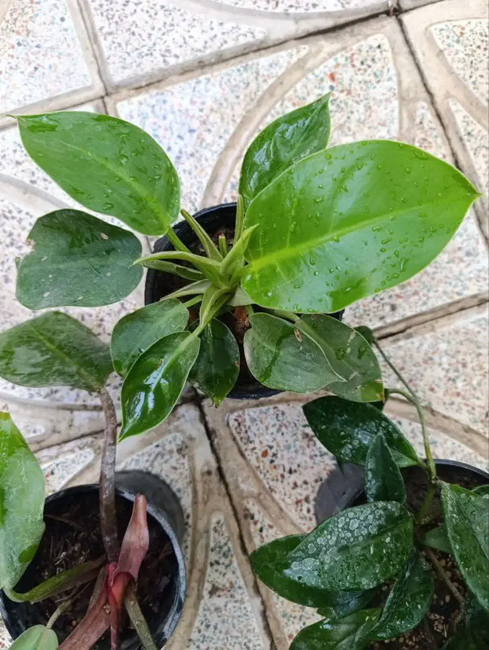 گل طبیعی|گل و گیاه طبیعی|شهرکرد, |دیوار