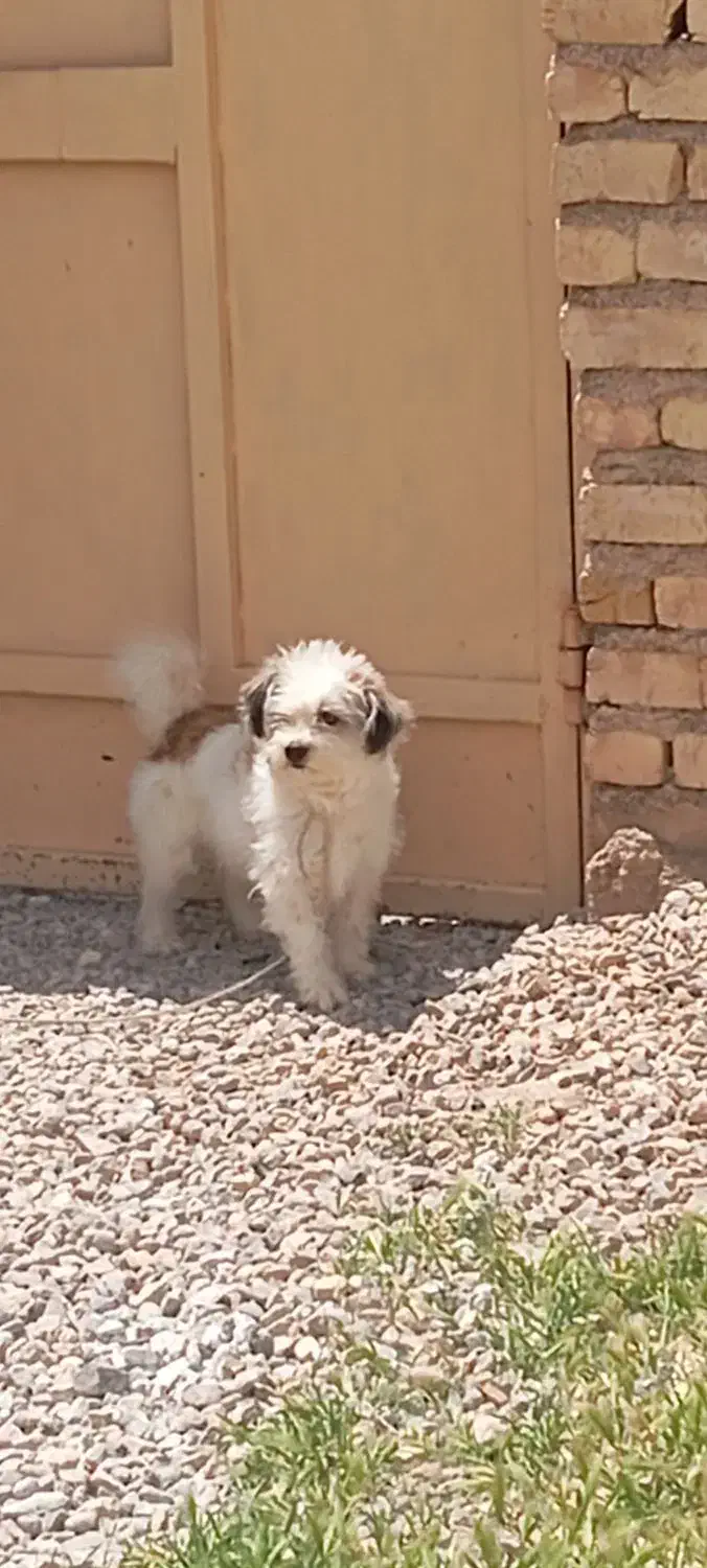 سگ نمایشی|سگ|فسا, |دیوار