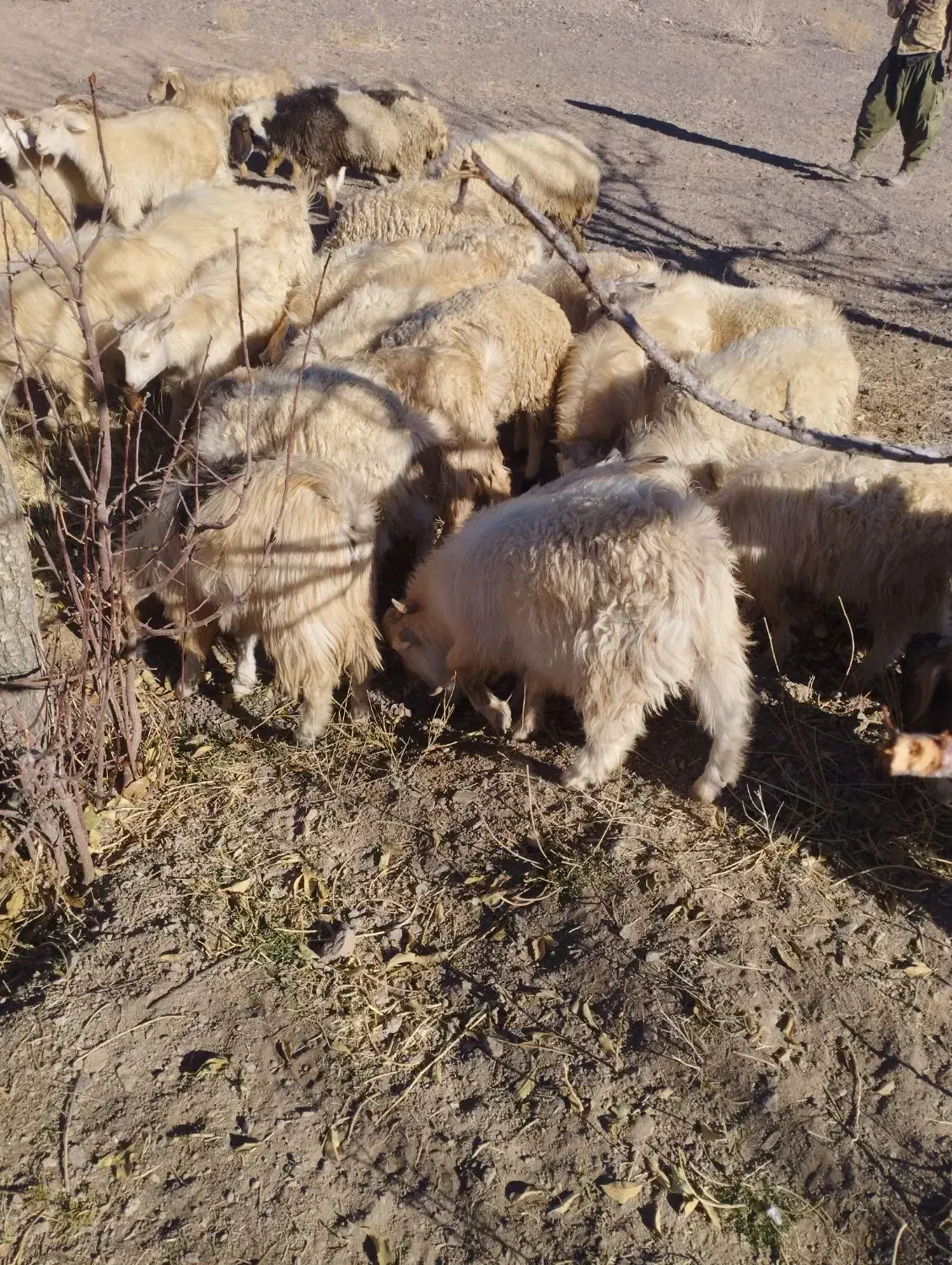 40راس گوسفند چاق فروشی نر وماده|حیوانات مزرعه|راین, |دیوار