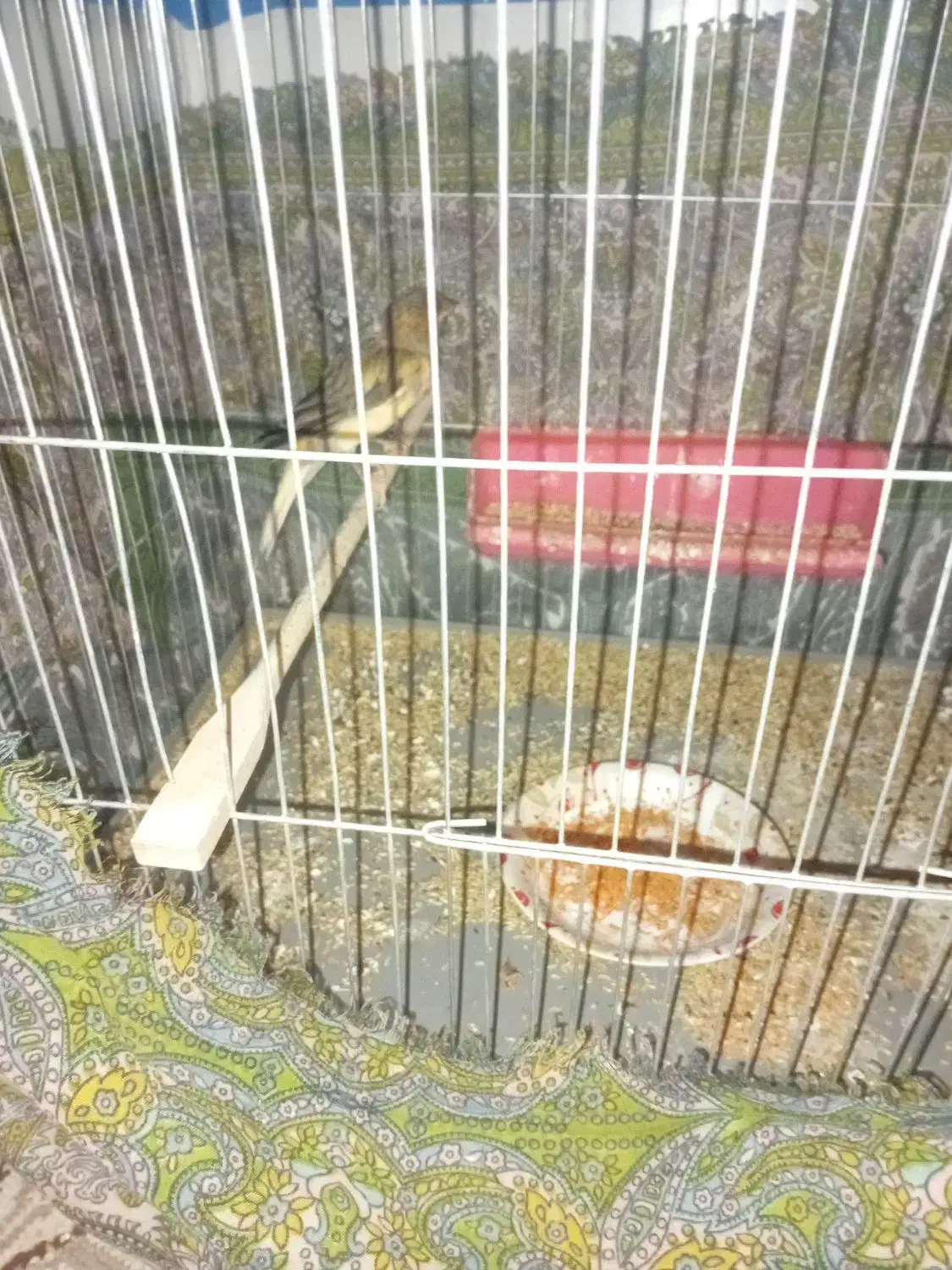 قناری نر|پرنده|سیرجان, |دیوار