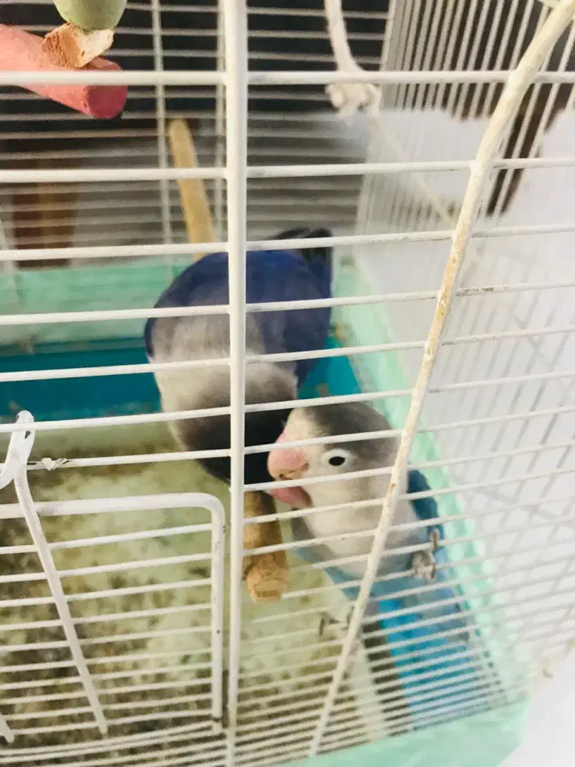 طوطی برزیلی و عروس هلندی|پرنده|پاکدشت, پاکدشت (مامازند)|دیوار