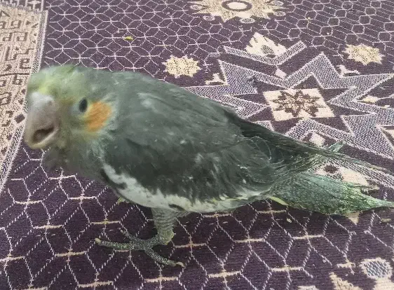 عروس هلندی|پرنده|جزنیک, |دیوار