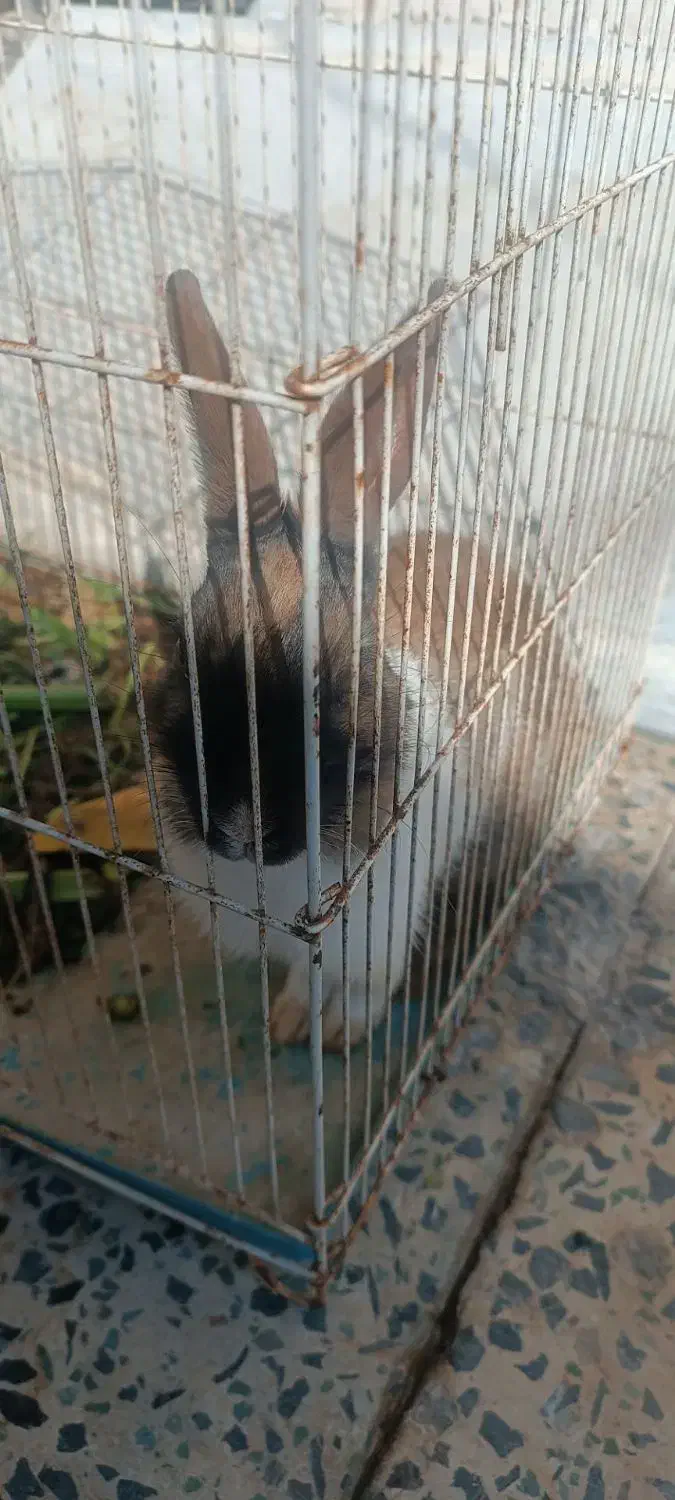 فروش خرگوش بازیگوش|موش و خرگوش|دهلران, |دیوار