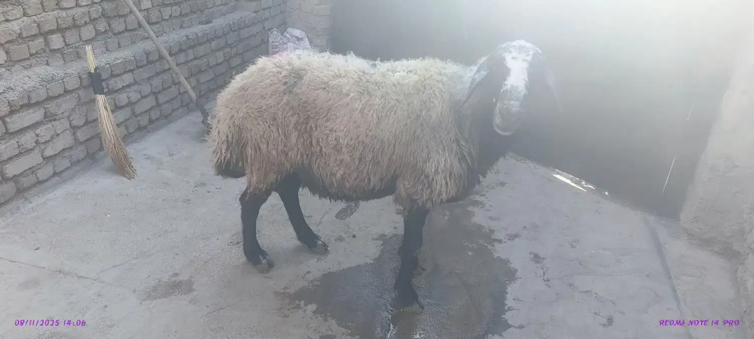 نر جوان 80کیلو|حیوانات مزرعه|کرج, فاز ۴ مهرشهر|دیوار