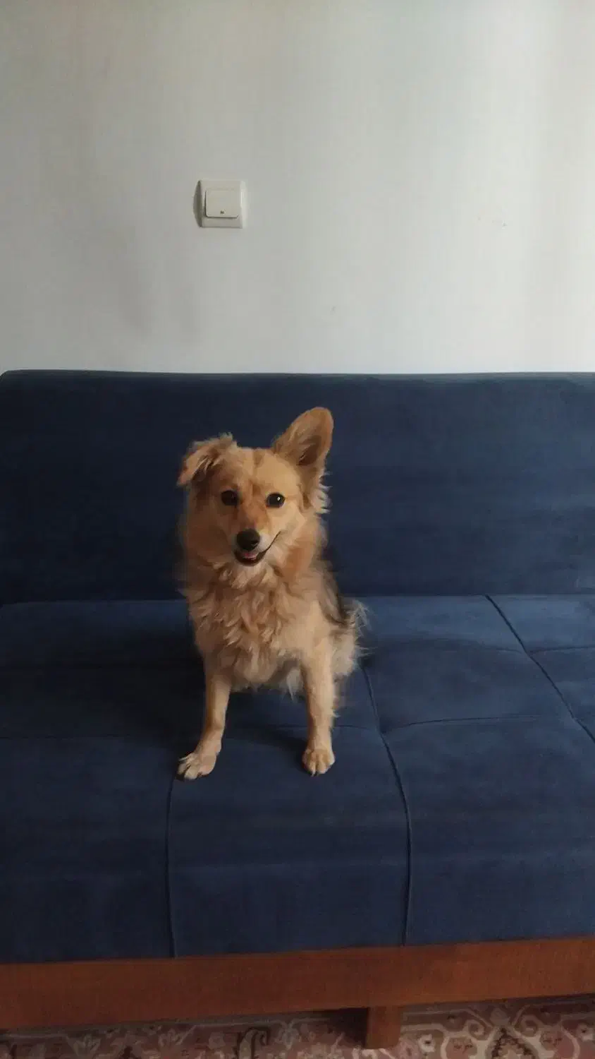 پامر روباهی تربیت شده|سگ|هشتگرد, شهرک بعثت|دیوار