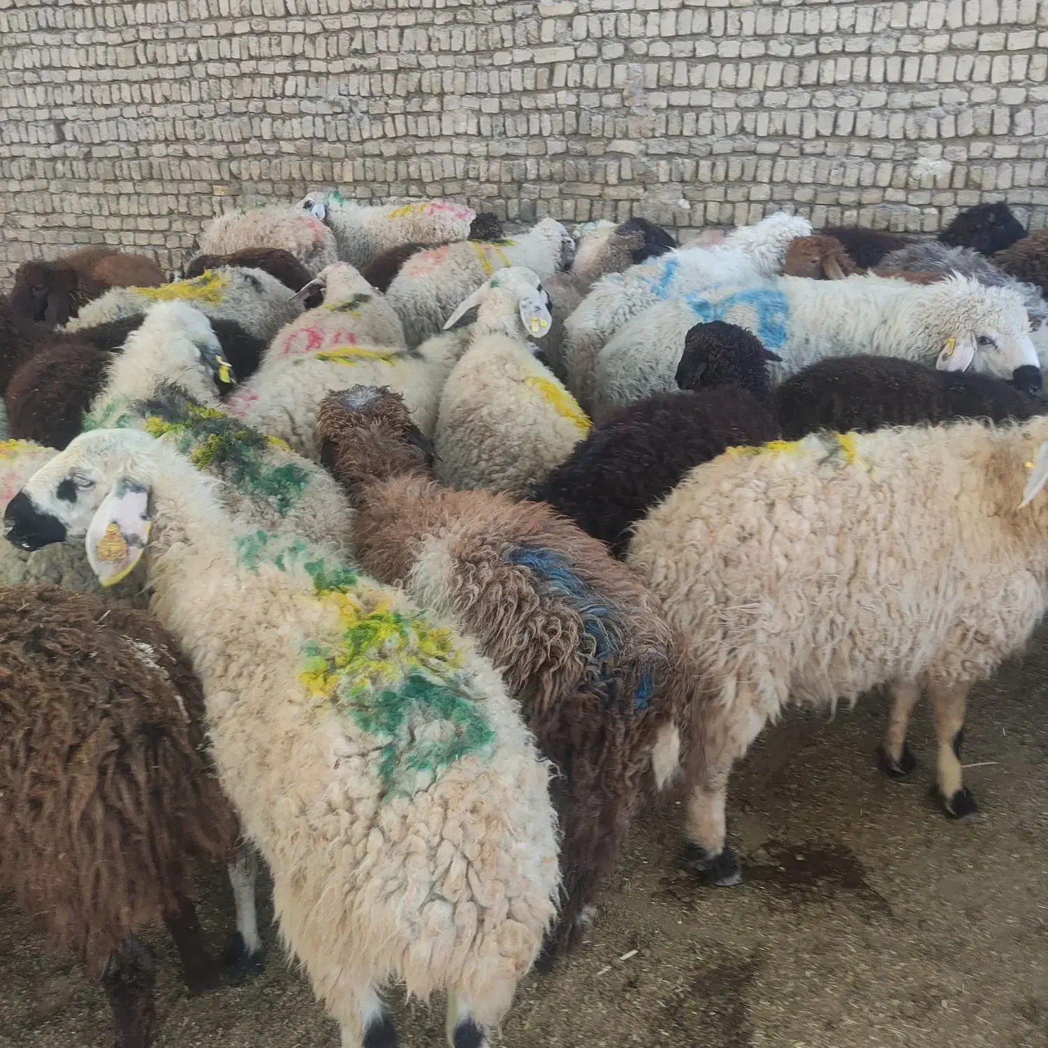 گوسفند سالم رفع بلا عقیقه عزیزانتون|حیوانات مزرعه|مشهد, نوید|دیوار