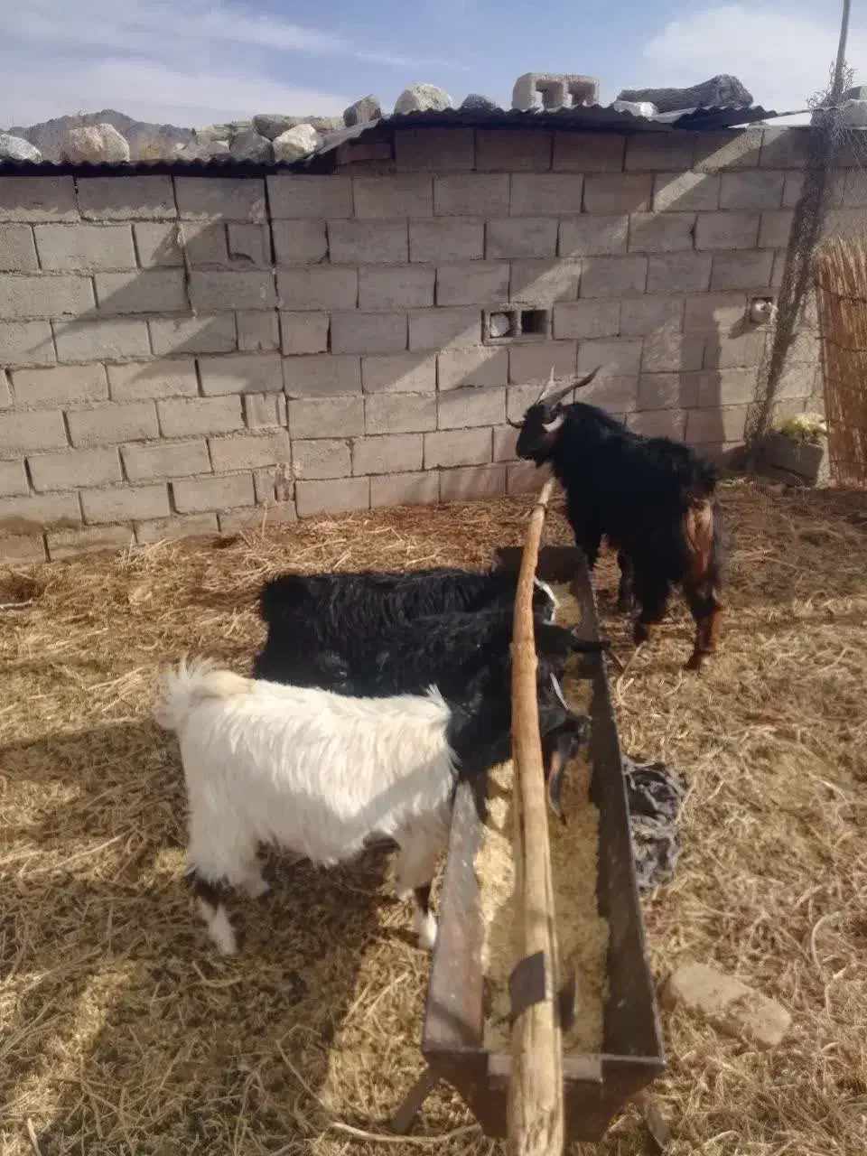 تعدای کهره وچبش نر|حیوانات مزرعه|حنا, |دیوار