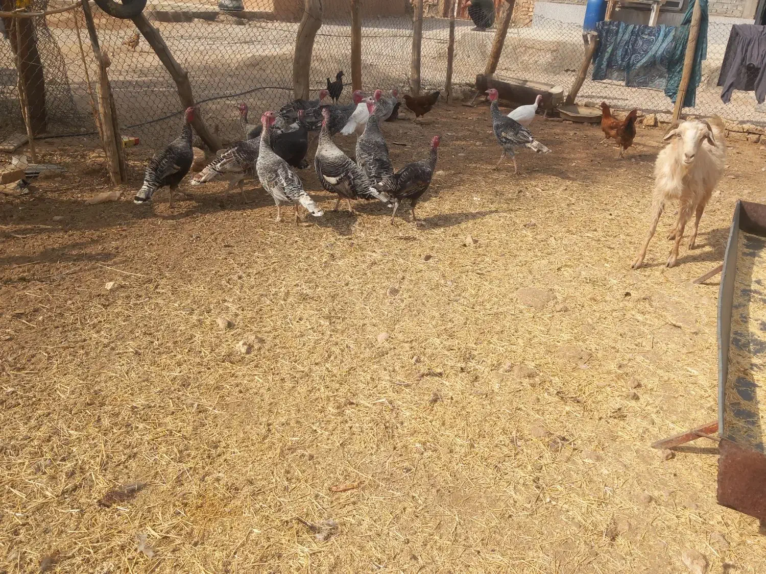 ۱۶عددبقلمونمحلی|حیوانات مزرعه|ششده و قره بلاغ, |دیوار