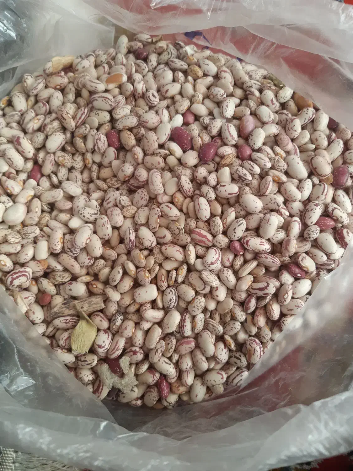 باقلی|خوردنی و آشامیدنی|فومن, |دیوار