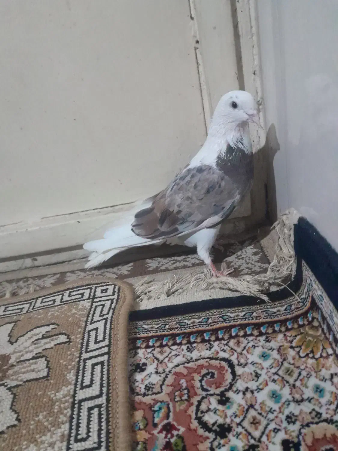 کفتر شازده سرور|پرنده|مشکین‌دشت, |دیوار