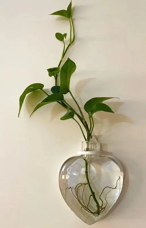 گلدان دیواری شیشهای|گل مصنوعی|لنگرود, |دیوار