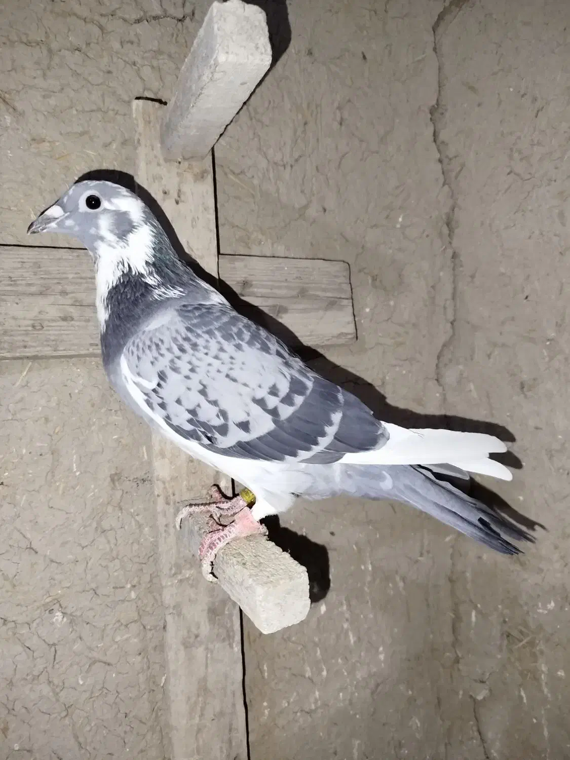 کبوتر ماده|پرنده|مرودشت, دولت آباد|دیوار