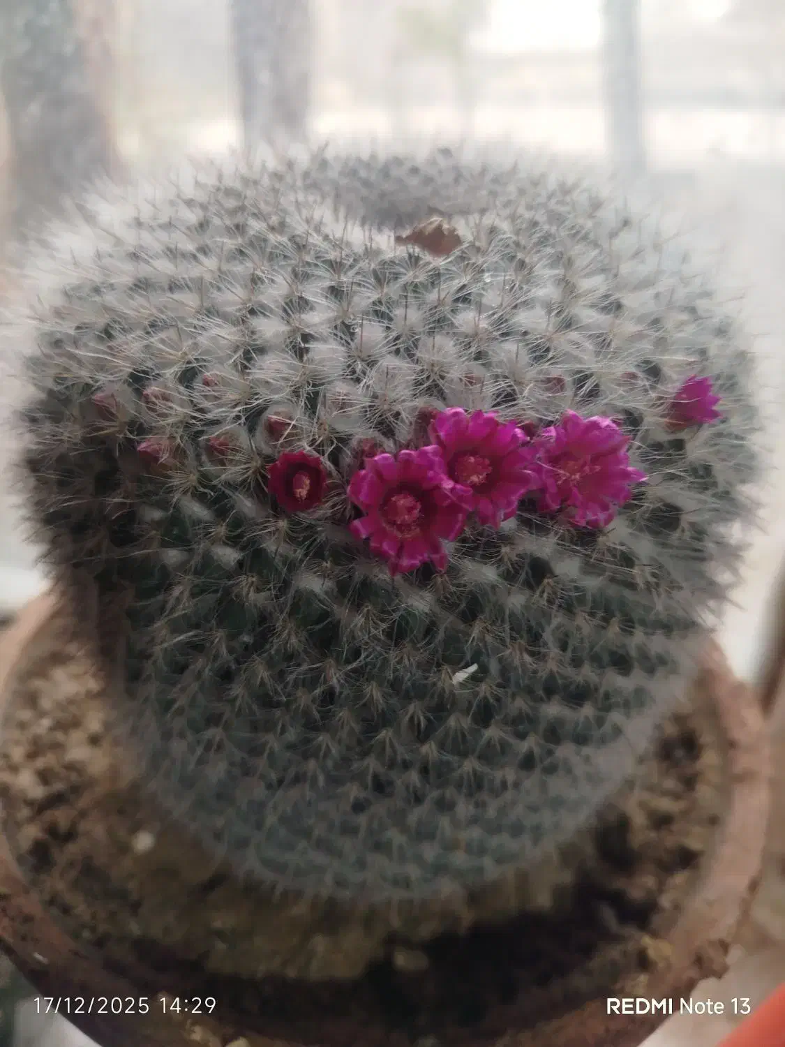 کاکتوس|گل و گیاه طبیعی|گرمی, |دیوار