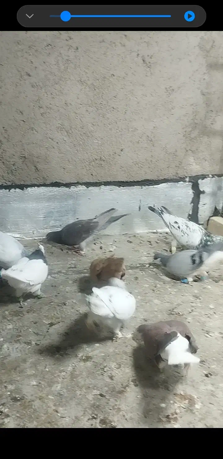 کبوتر|پرنده|تاکستان, |دیوار